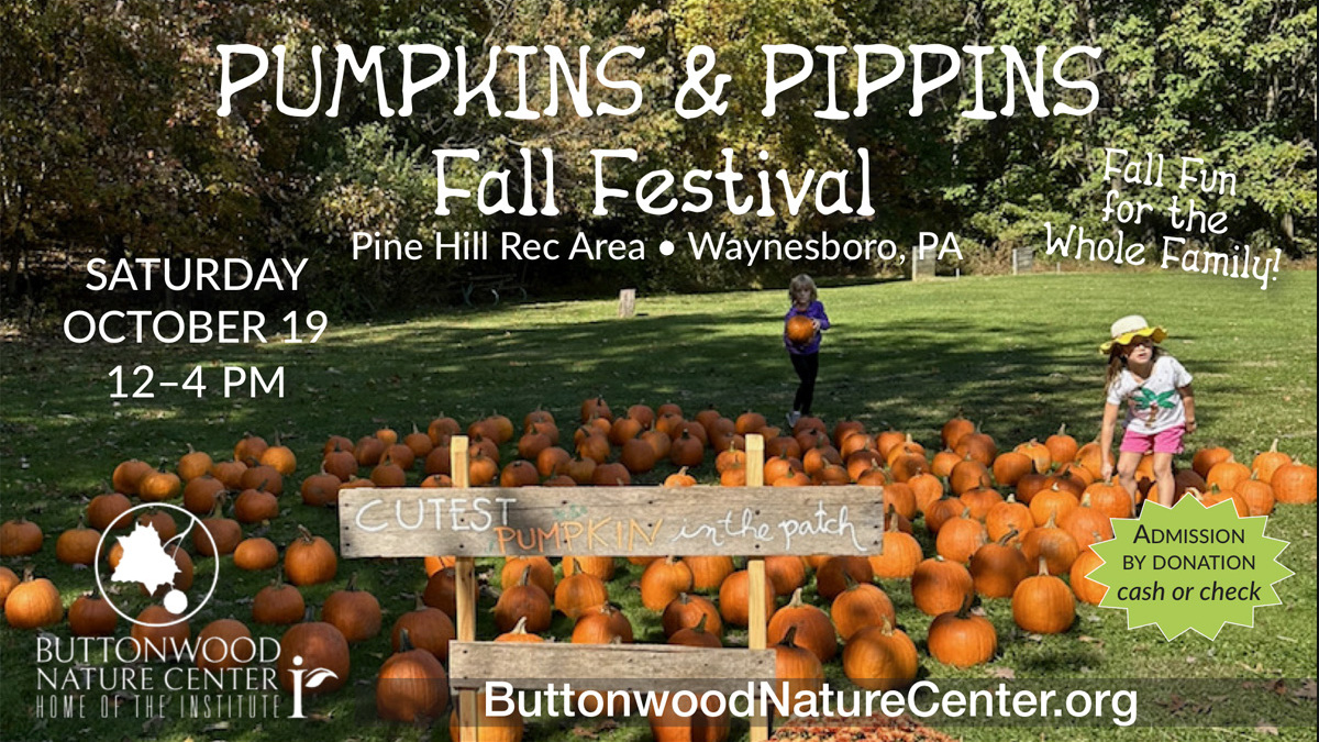 Pumpkin Patch at Pumpkins  Pippins Fall Festival