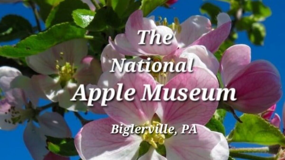 Beautiful Adams County Apple Blossoms