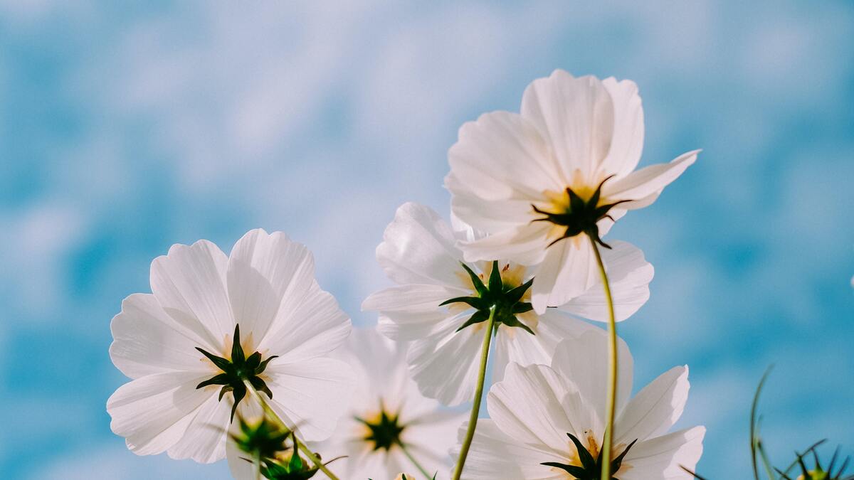 Daisies with a blue sky background
