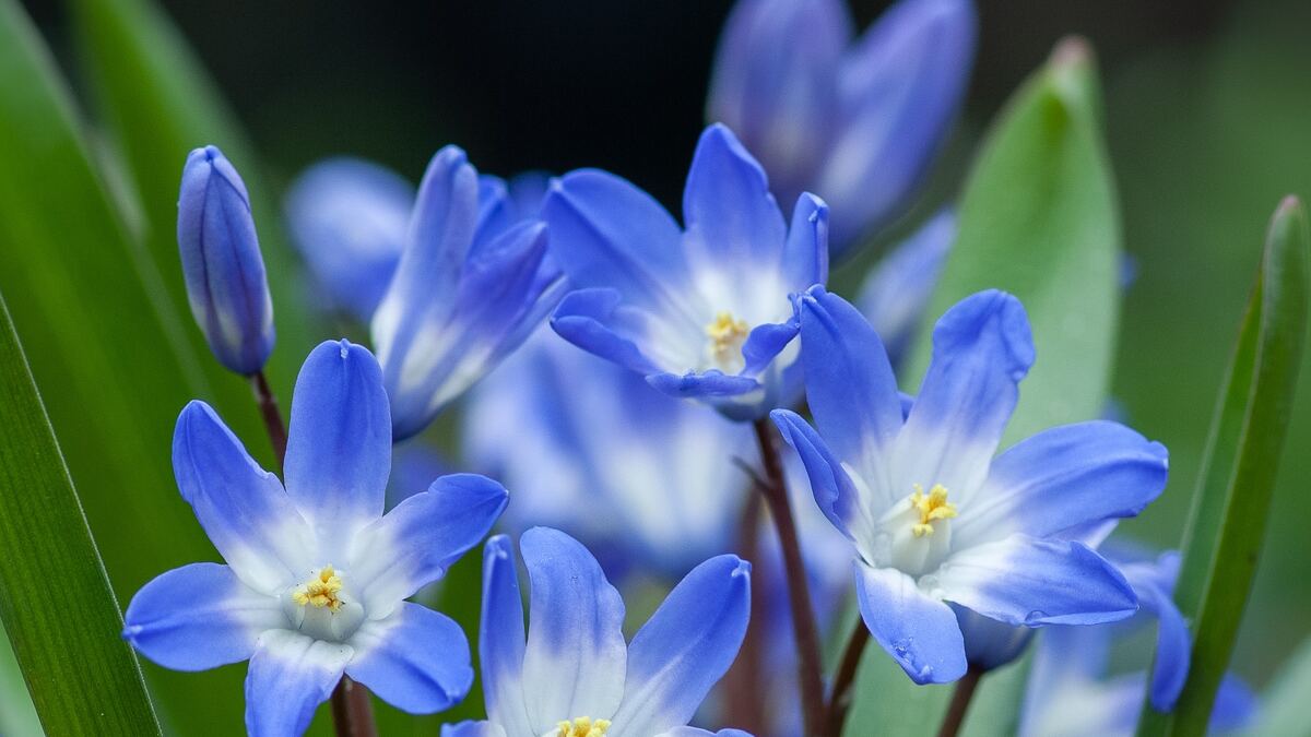 spring flowers