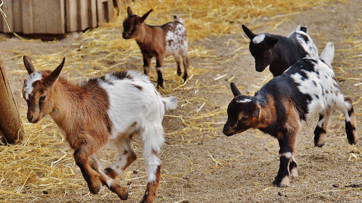 goats running in a pen