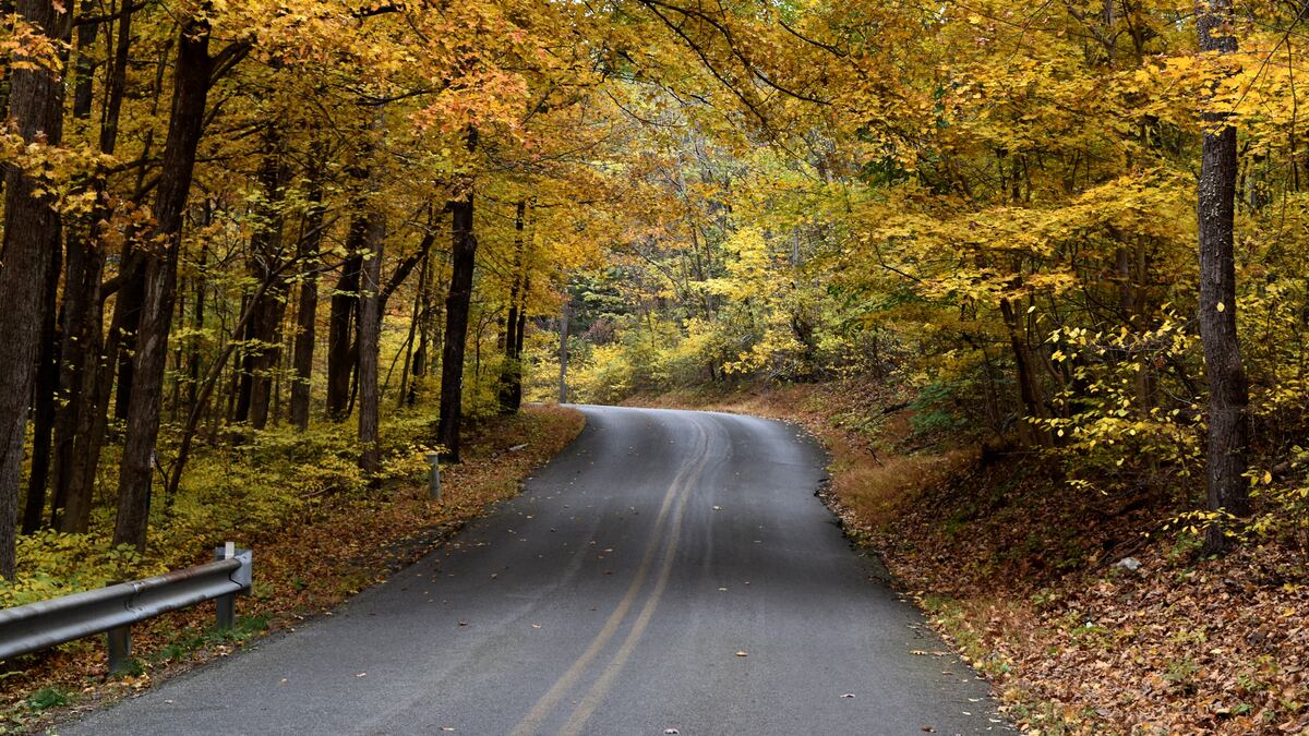 Road through a forest