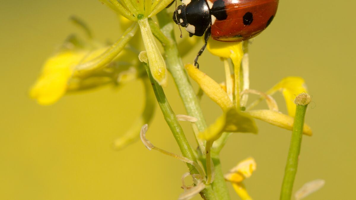 ladybug on a yellow flower