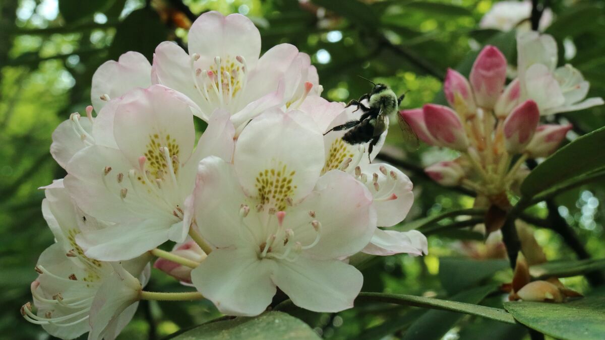 Flowering Laurel