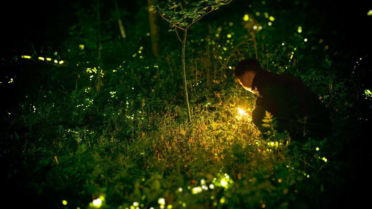 Fireflies in a field