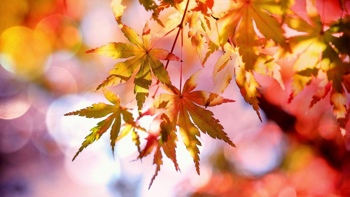 Autumn Leaf Festival Clarion, PA Clarion County