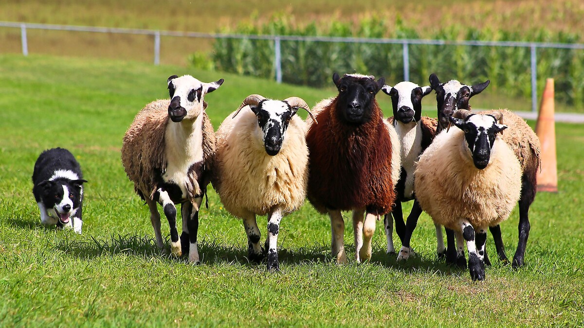 Border Collie Herding Demonstration