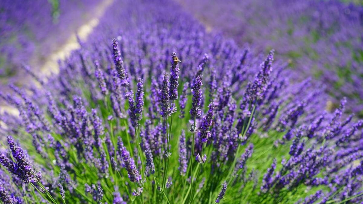 Lavender Field